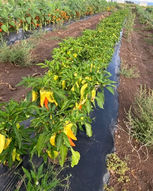 Banana Pepper Salt